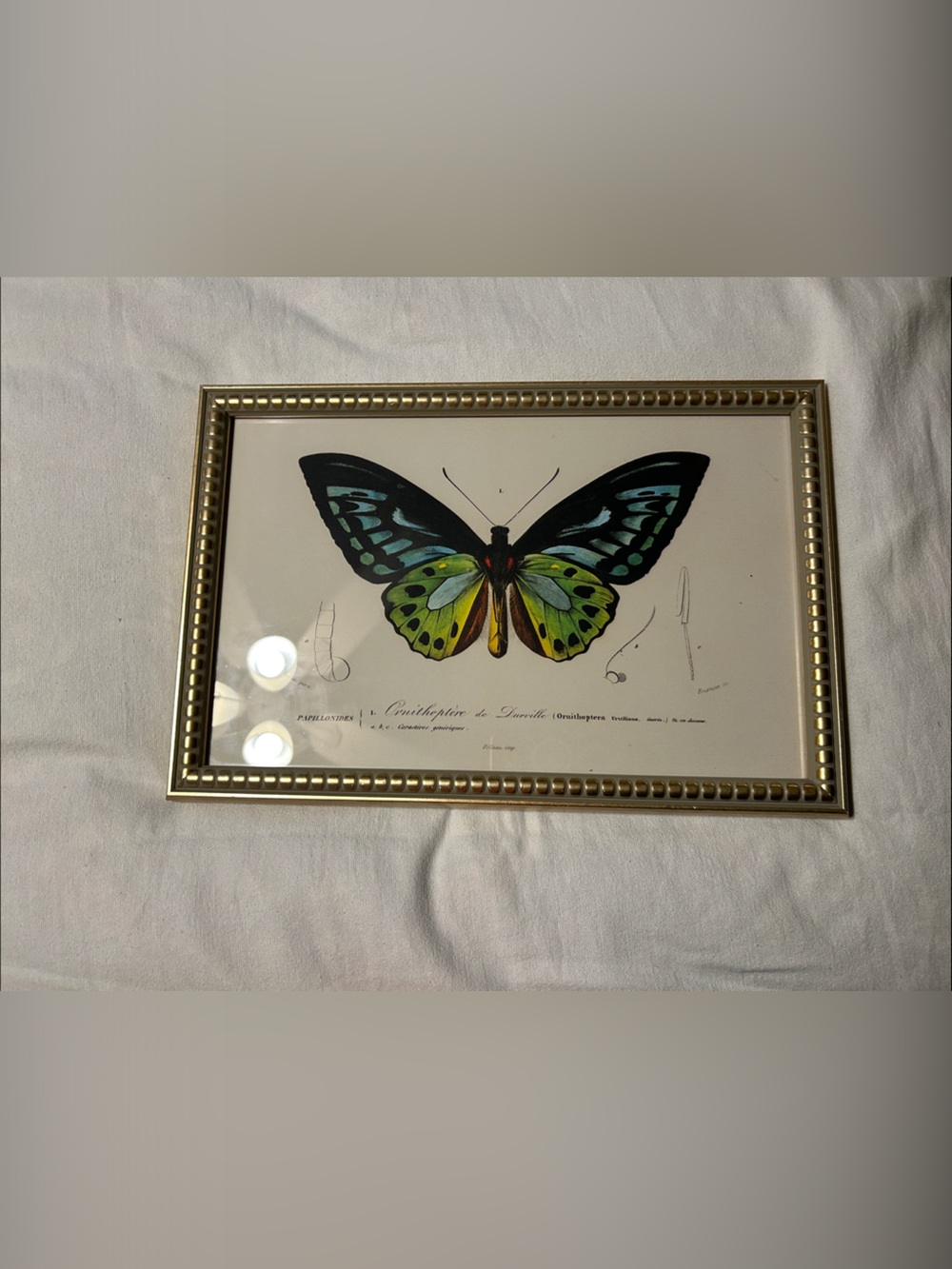 Framed Multicolor Butterfly Wall Art - Gold Frame